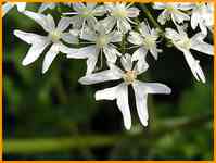 Wiesen B&auml;renklau