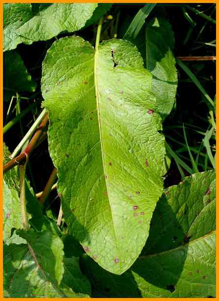 Stumpfblättriger Ampfer