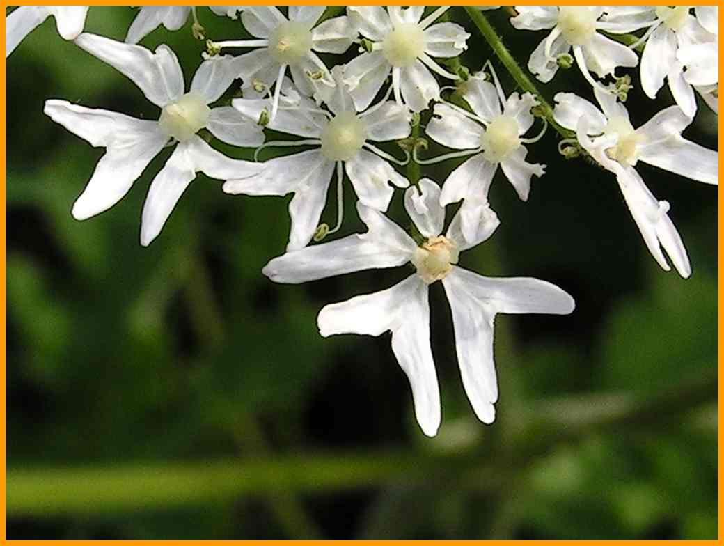 Wiesen B&auml;renklau