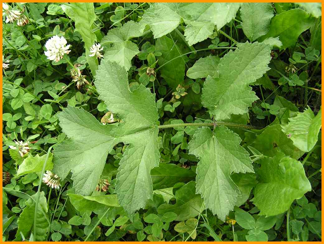 Wiesen B&auml;renkjlau