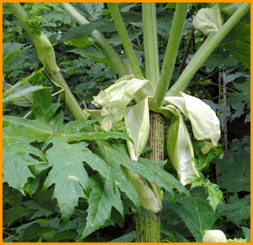 Riesen B&auml;renklau