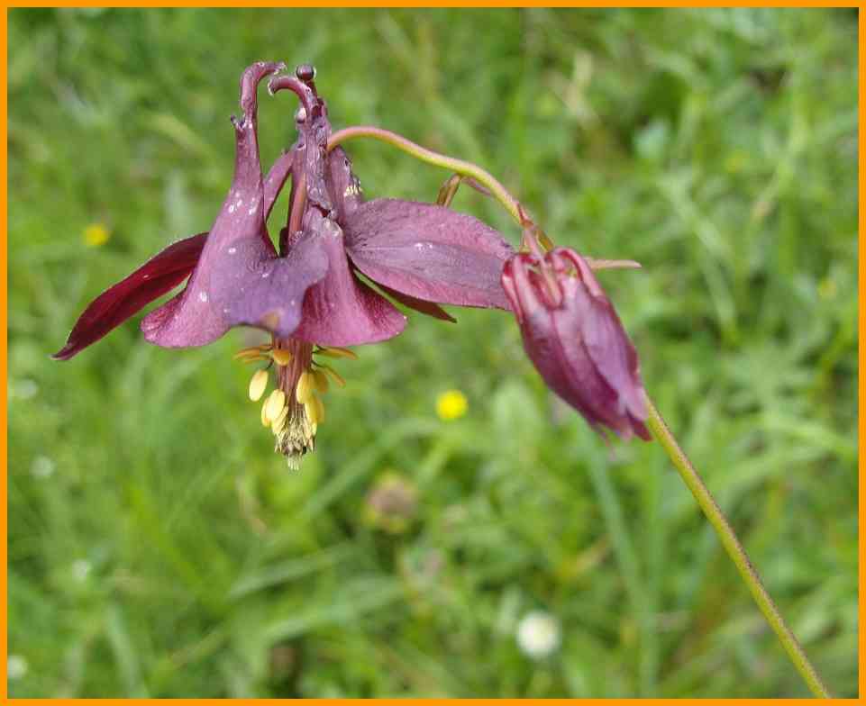 Schwarzviolette Akelei