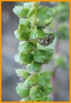Beifu&szlig; Ambriosia