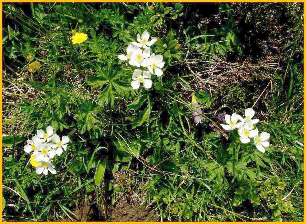 Narzissenbl&auml;ttrige Anemone
