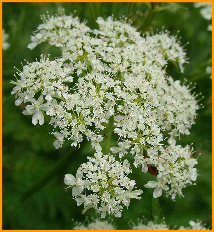 Süßdolde, Myrrhis odorada