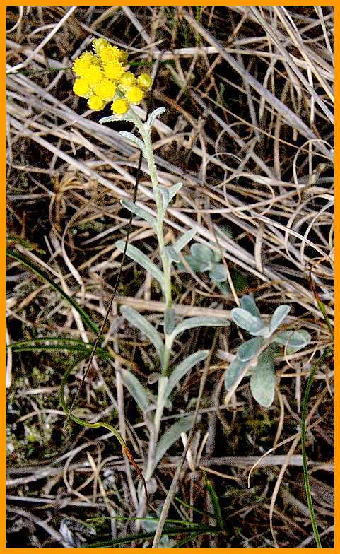Sand Strohblume